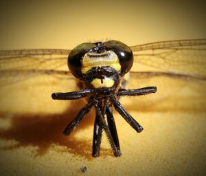 サプリメントの飲み合わせにおける禁忌は何ですか？