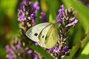 サプリメントの量はどれくらいが適切ですか？