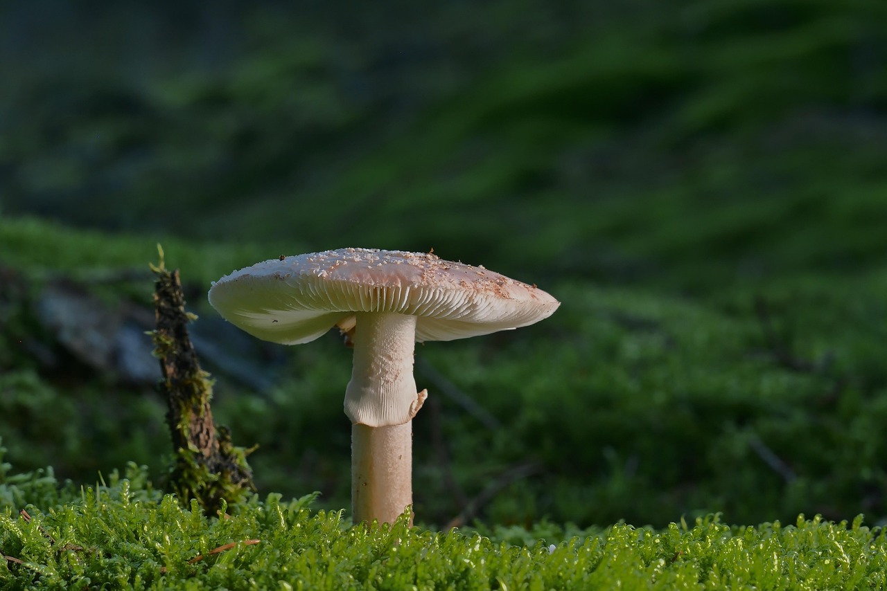 ビフィズス菌サプリの効果に関する口コミはどうなっているの？