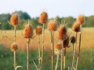 難消化性デキストリンサプリの効果と口コミは本当に信頼できるのか？