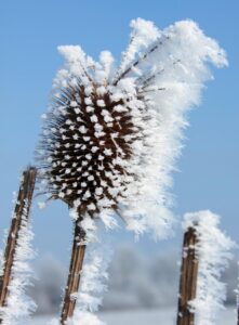 難消化性デキストリンサプリの効果と口コミは？