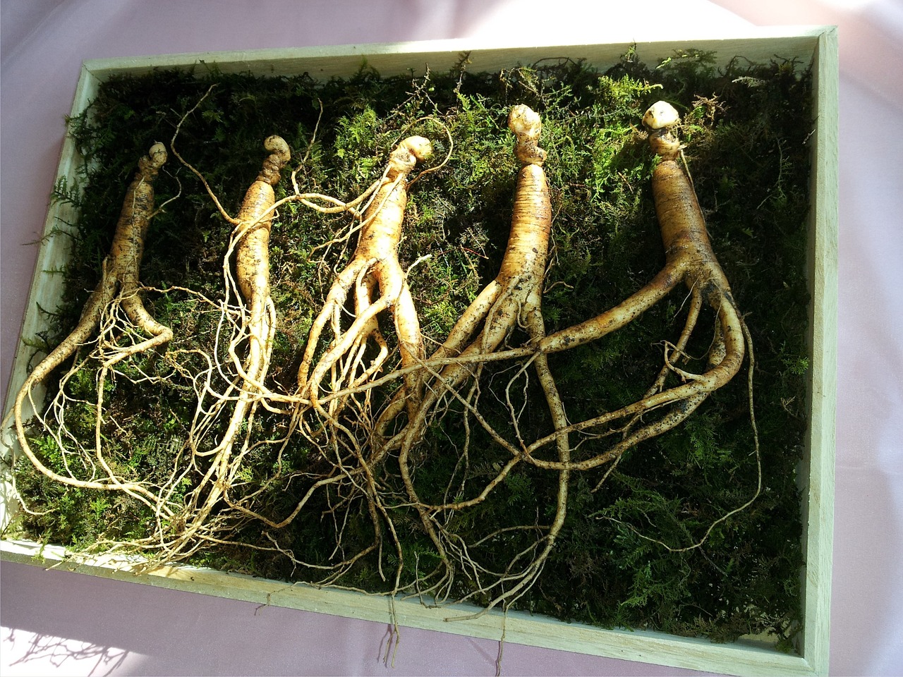 高麗人参サプリの効果に関する口コミはどこで見つけられる？