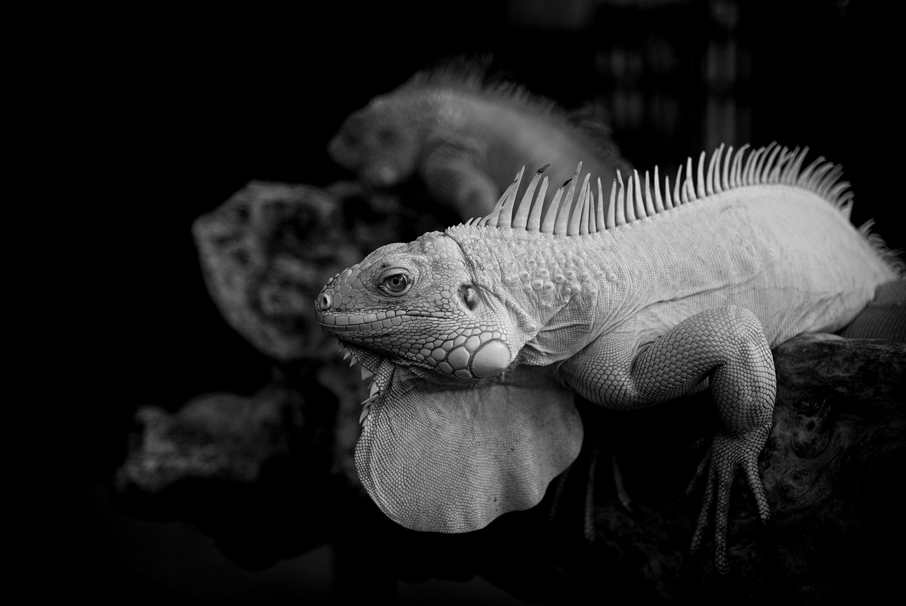 コラーゲンサプリの副作用とは何か知っておくべきことは？