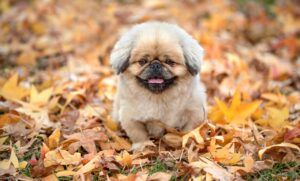 プラセンタサプリの副作用にはどんなものがあるの？