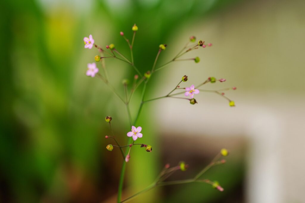 高麗人参の副作用について知っておくべきことは？
