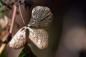 認知症患者における多剤併用の効果的な方法は？