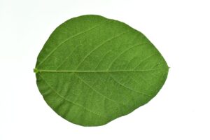 大豆イソフラボンのサプリ効果はいつから実感できる？